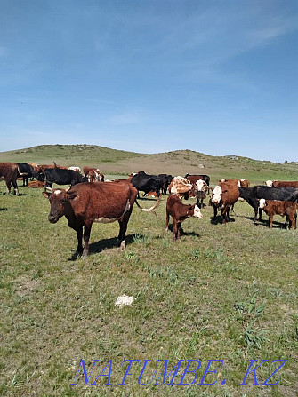 Selling a cow with a suckling calf  - photo 2