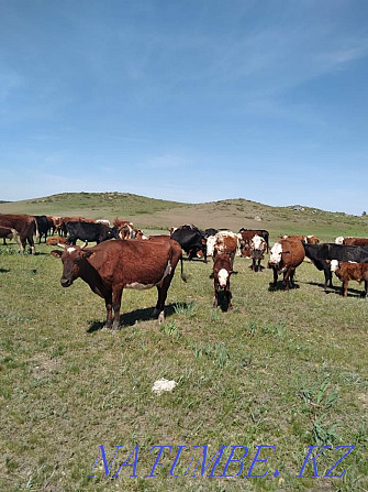 Selling a cow with a suckling calf  - photo 4