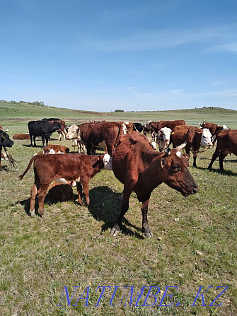 Selling a cow with a suckling calf  - photo 1