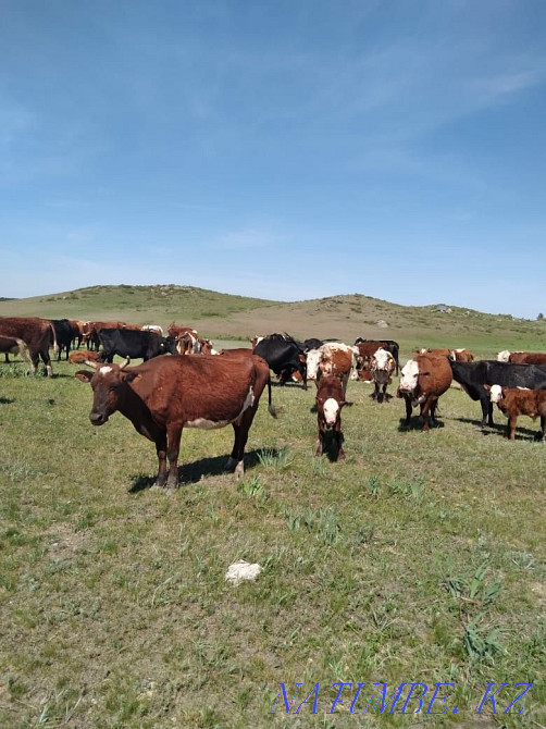 Продам корову с подсосным теленком  - изображение 4