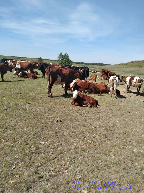 Продам корову с подсосным теленком  - изображение 3