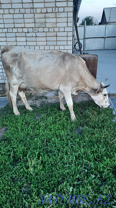 Продам корову по 350000 тыс торг уместен Семей - изображение 2