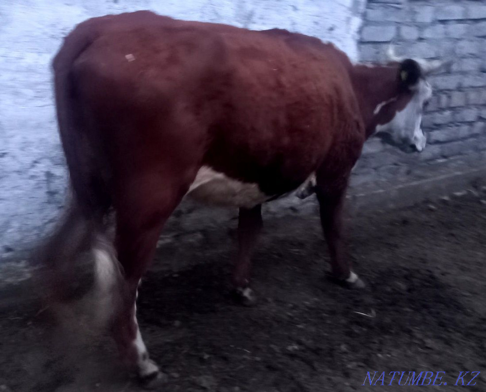 Продам корову телёноком  - изображение 4