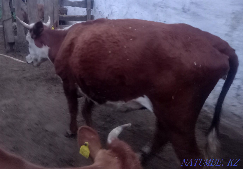 Продам корову телёноком  - изображение 1