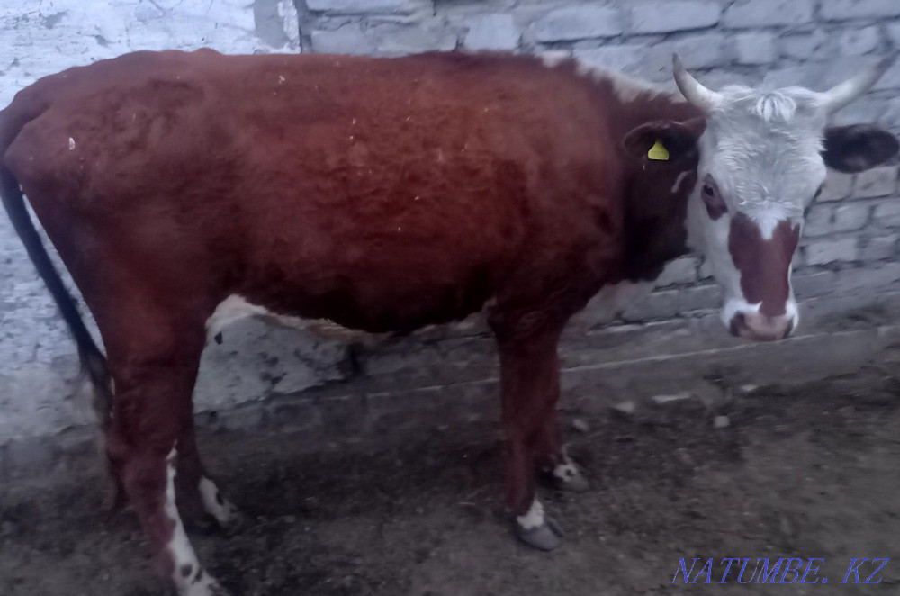 Продам корову телёноком  - изображение 3