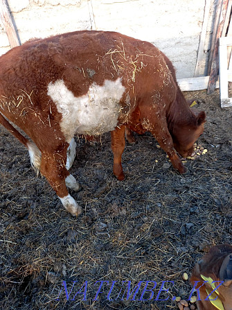 I will sell cattle, cows, bulls, heifers of last year, and 2 calves of this year  - photo 4