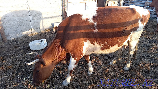 I will sell cattle, cows, bulls, heifers of last year, and 2 calves of this year  - photo 2