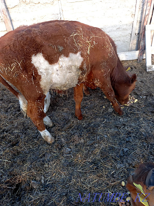 Продам крс,коровы ,бычки,тёлки прошлогогода,и 2 телёнка этого года  - изображение 4