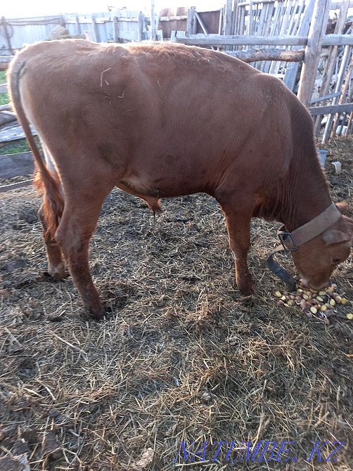 Продам крс,коровы ,бычки,тёлки прошлогогода,и 2 телёнка этого года  - изображение 3