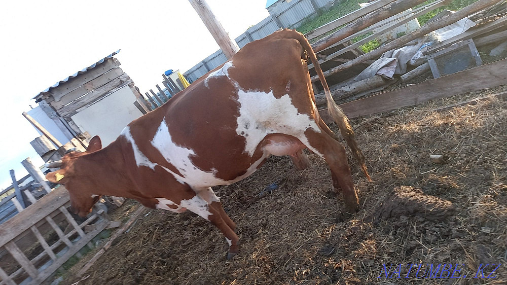 Продам крс,коровы ,бычки,тёлки прошлогогода,и 2 телёнка этого года  - изображение 1