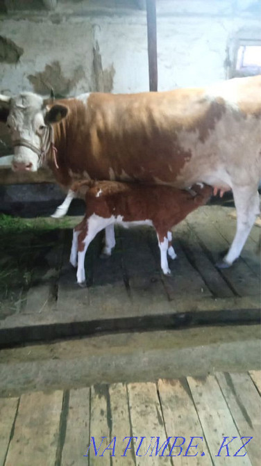 Продам корову с телёнком Семей - изображение 1