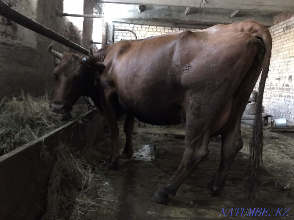 Selling a good cow!  - photo 1