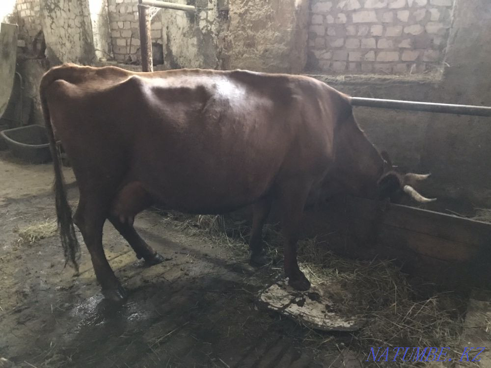 Selling a good cow!  - photo 3