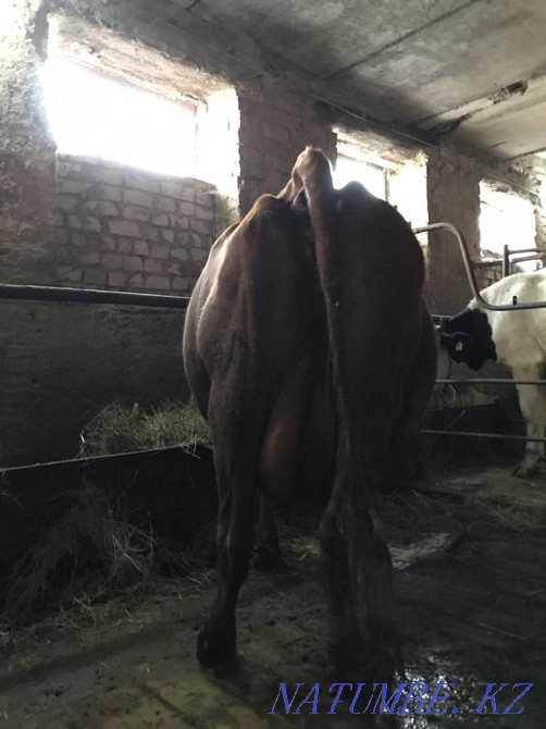 Selling a good cow!  - photo 4