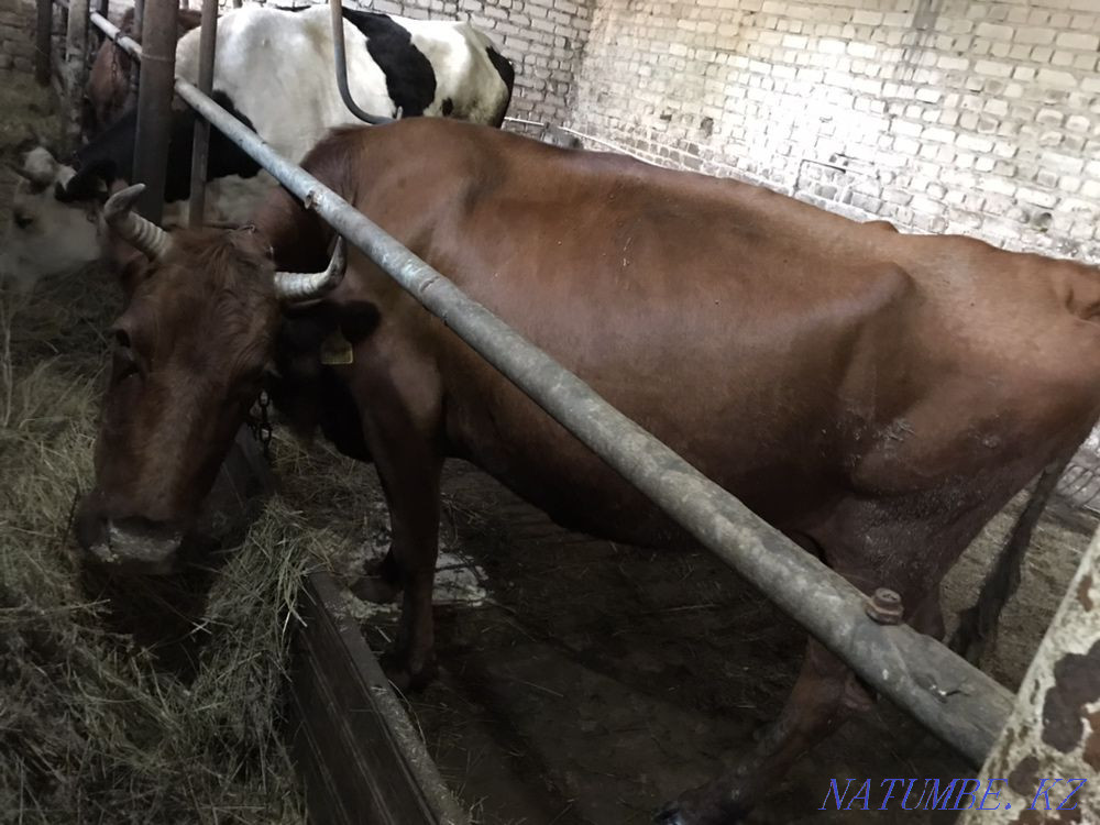 Selling a good cow!  - photo 2