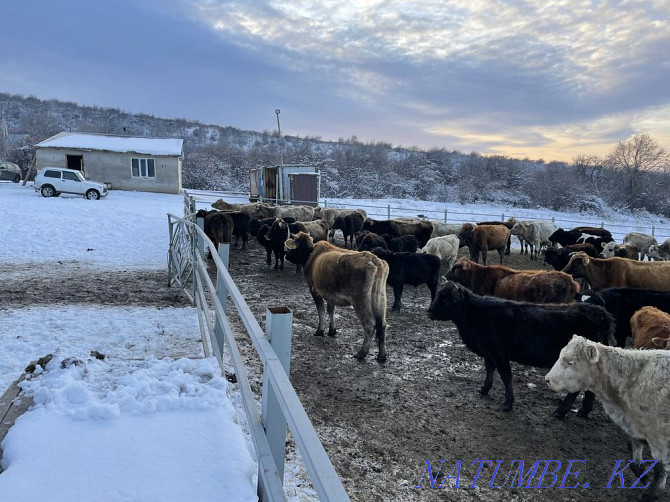 Крс каровы , бычкі сыр бука карова  - photo 4