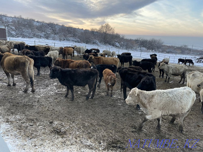 Cattle cows, bulls siyr beech cow  - photo 2