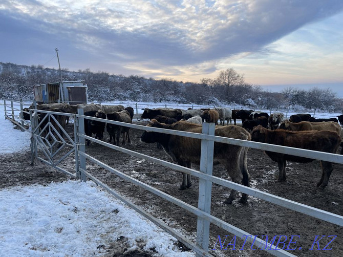 Cattle cows, bulls siyr beech cow  - photo 1