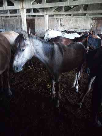 Лошадь и корова с теленком Астана