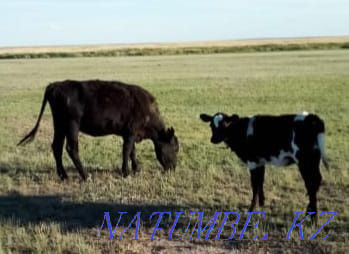 Лошадь и корова с теленком Астана - изображение 4