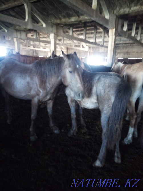 Лошадь и корова с теленком Астана - изображение 1