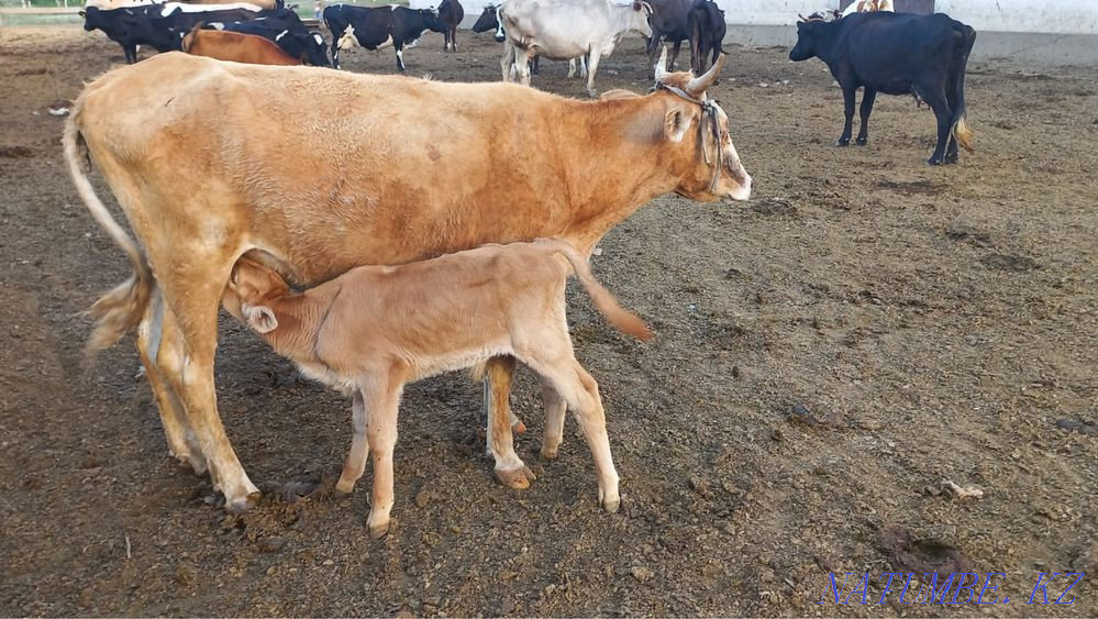 Коровы, бычки Саймасай - изображение 1