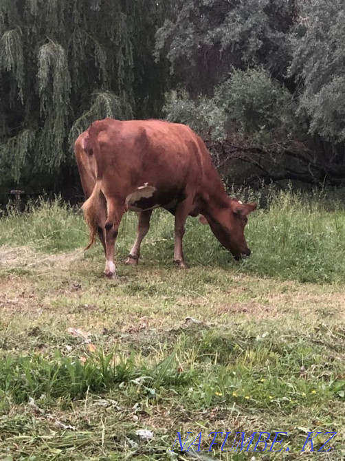 I will sell a cow Almaty - photo 1