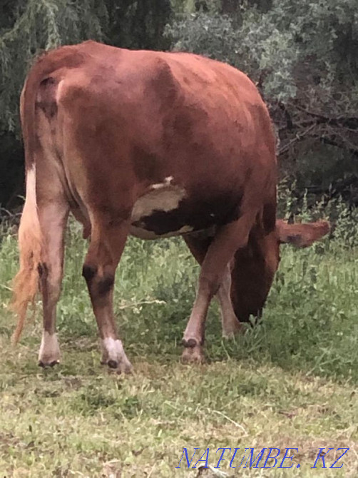 I will sell a cow Almaty - photo 2