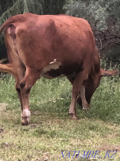 I will sell a cow Almaty - photo 3