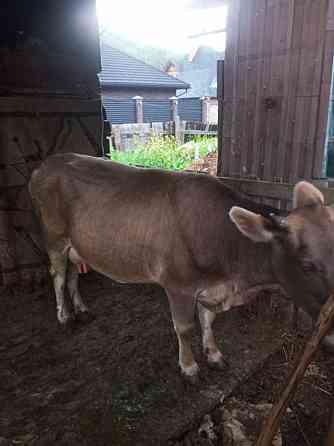 Корова 3х годовалая ,2 раза телилась дойная Ust-Kamenogorsk