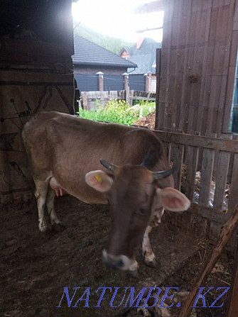 3-year-old cow, milking calves 2 times Ust-Kamenogorsk - photo 1