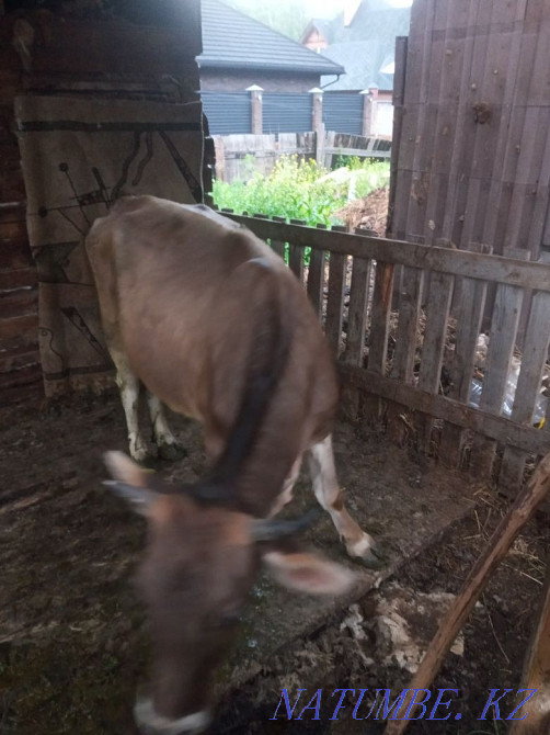 Корова 3х годовалая ,2 раза телилась дойная Усть-Каменогорск - изображение 3