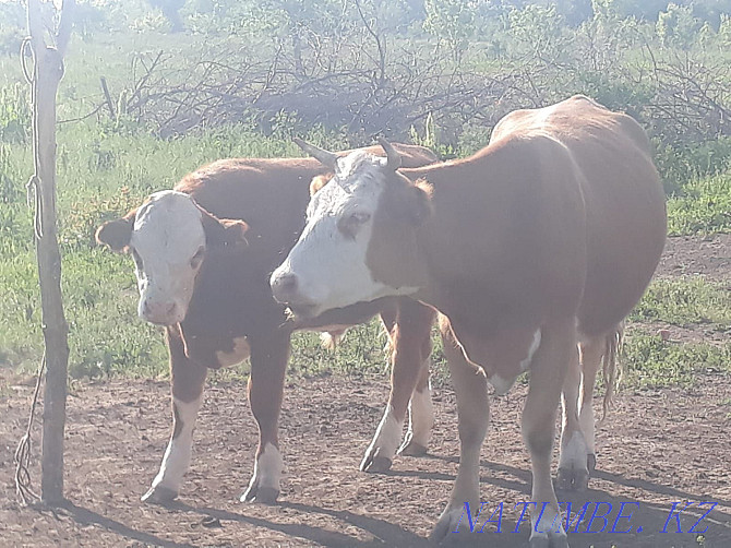 I will sell a cow three years one calving Большой чаган - photo 3