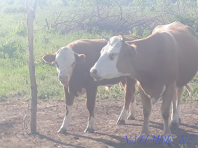 I will sell a cow three years one calving Большой чаган - photo 1