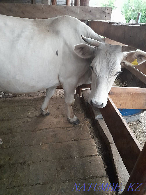 Продаётся двойная корова Еркин - изображение 3