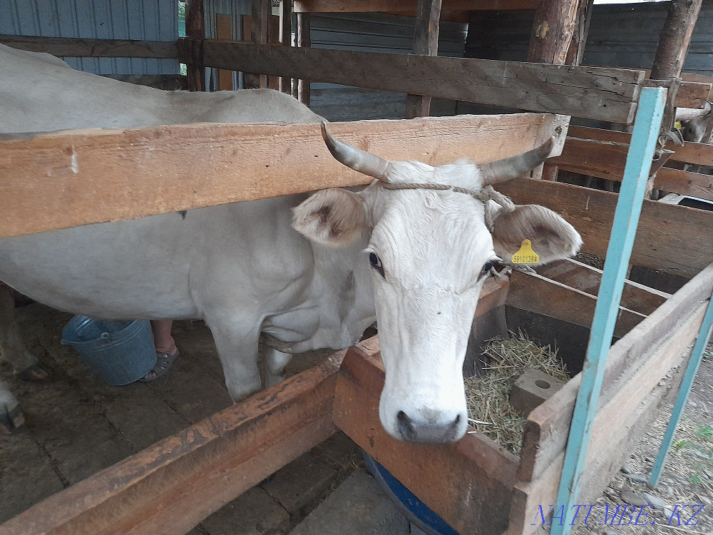 Продаётся двойная корова Еркин - изображение 1
