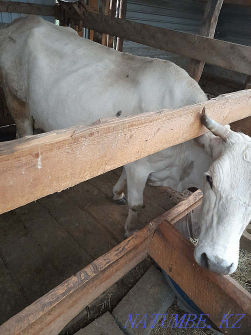 Продаётся двойная корова Еркин - изображение 2