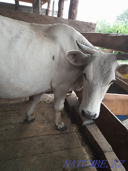 Продаётся двойная корова Еркин - изображение 4