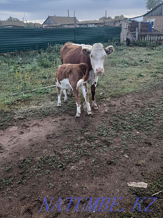 I will sell a cow of 3 heads with a calf  - photo 3