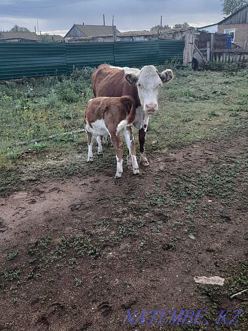Продам корову 3 голов с телёнком Белоголовые  - изображение 3