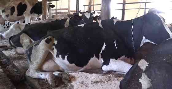 Высоко удойные коровы первый второй третий оттел  Көкшетау