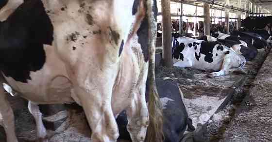 Высоко удойные коровы первый второй третий оттел Kokshetau