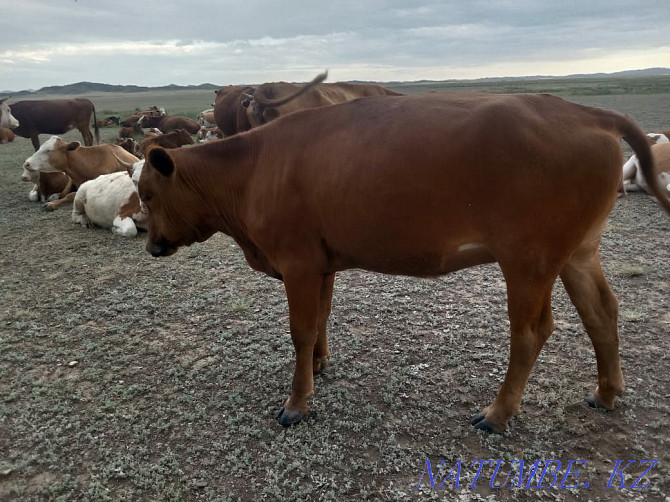 3 year old cow for sale  - photo 4