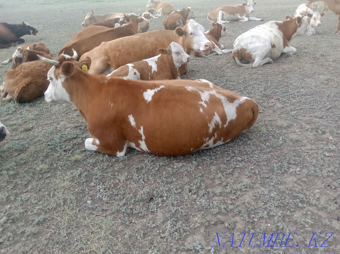 3 year old cow for sale  - photo 2