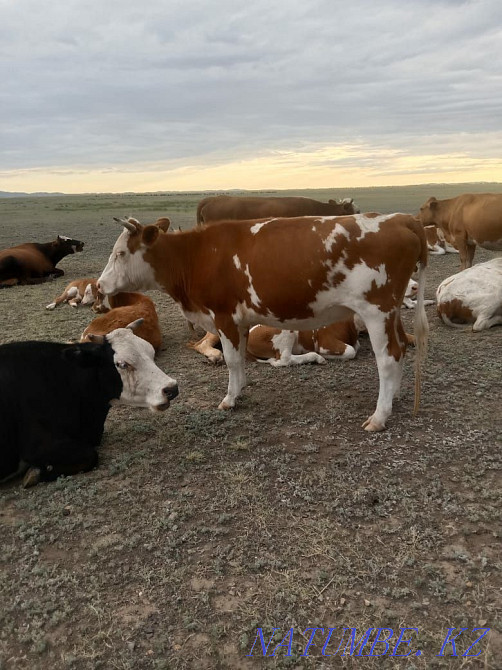 Продается корова 3х лет  - изображение 1