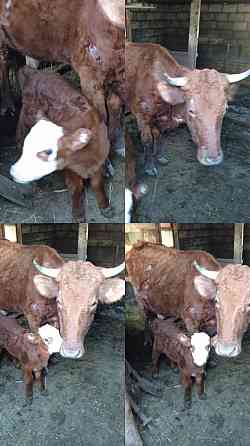 Дойная корова 5 лет, телёнок 1 неделя Oral