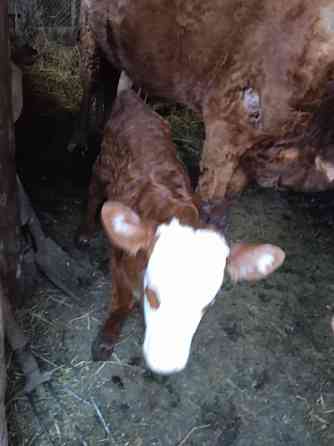Дойная корова 5 лет, телёнок 1 неделя Oral