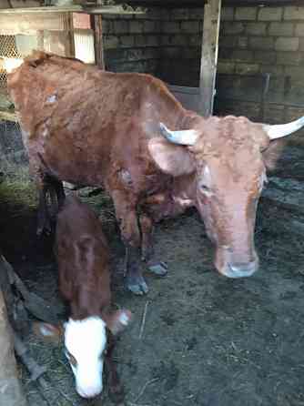 Дойная корова 5 лет, телёнок 1 неделя  Орал