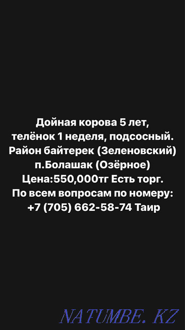 Dairy cow 5 years old, calf 1 week old Oral - photo 1