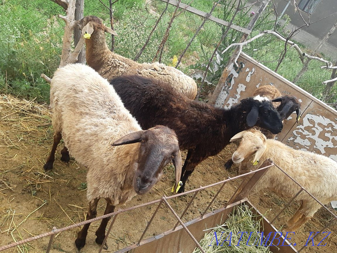 Sheep sheep cow goats dog sheep horse b??a Сарыкемер - photo 2